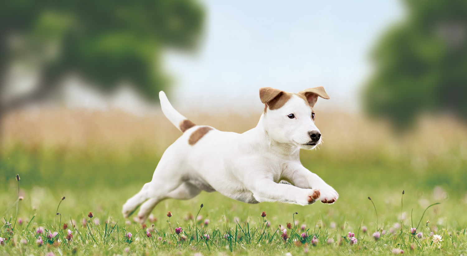 Dry dog food for puppies of small breeds